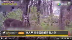 鹿吃人肉！美国拍摄到鹿吃人的尸体