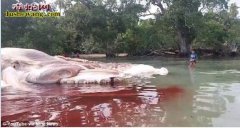 印尼海滩现15米长2吨重神秘生物 腐...
