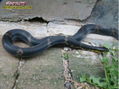 【大黑蛇图片】大黑蛇图片大全