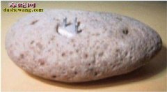 科学家发现10万年前的电插头 长在石...
