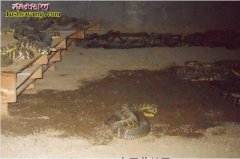 养蛇垫料选择有讲究 发酵床养蛇不可少