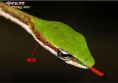 【莫桑比克非洲藤蛇图片】