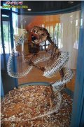 【沃那比蛇骨骼图片】