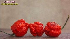 娜迦毒蛇靠边站 世界上最辣的辣椒Dr...