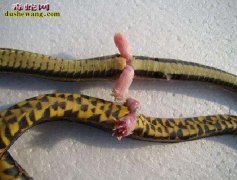 【蛇鞭】详细资料介绍
