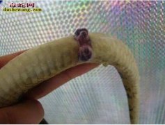 【蛇鞭的功效与作用】