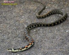 白化虎斑游蛇 白化虎斑游蛇价格饲养方...