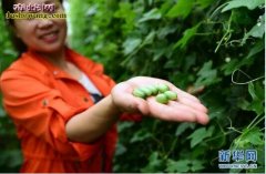 世界上最小的西瓜品种 只有拇指大【图...