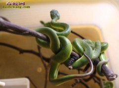 养毒蛇当宠物要小心 温州端午节后百人...