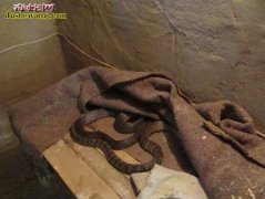 初学者养蛇 新手养蛇需要注意哪些问题...