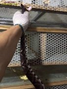 养蛇木箱 人工养蛇木箱制作方法
