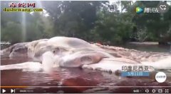 【新生物】印尼海滩现15米长神秘生物...