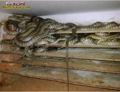 水律蛇图片 水律蛇图片大全