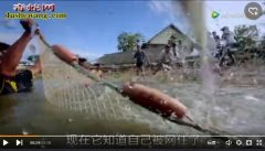 【魔鬼鱼】泰国渔民捕获200公斤重、...