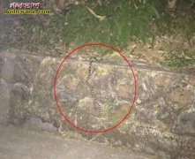 广州路边发现毒蛇躲入细缝 消防员用火...