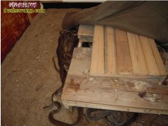 【应氏养蛇】应氏养蛇技术怎么样？应氏...