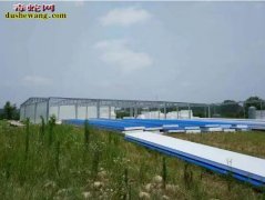 养蛇新手 新手养蛇需要注意哪些问题