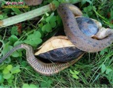 【龟捕蛇】蛇捕捉到乌龟本想饱餐一顿 ...