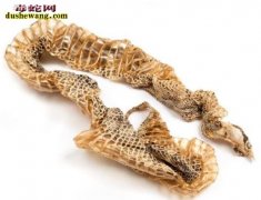 蛇皮能治什么病 蛇皮的药用功效详解