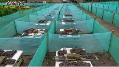 网箱养蛇 关于网箱养蛇利与弊【讨论】
