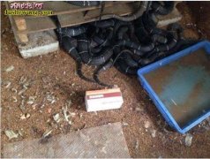 现代化养蛇 规模养蛇与小批量养蛇技术...