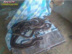 【经验】养蛇需要注意什么？