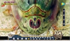 神秘物种：农家稻田惊现不明生物 神秘...