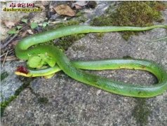 蓝鹊VS青蛇：梵净山景区现1.5米长...