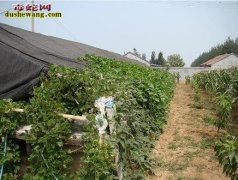 养蛇多久才能赚回成本