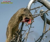 镜头下看动物世界的＂死神＂来了 “平...