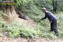 老汉玉米地捉60斤“刺猬”六千不卖！