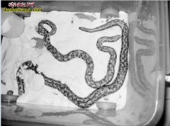 9岁男孩养蛇当宠物 新手好奇养宠物蛇...