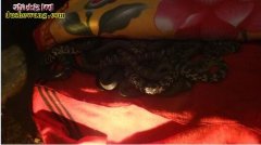 分享养蛇文章：人工养蛇的经验