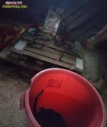 高效养蛇-浅谈高效养蛇的定位与养蛇的...