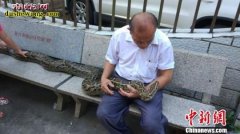 海口七旬老人养蟒蛇9年今惜别 野生保...