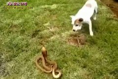 咸安忠犬力敌毒蛇救主 狗狗对主人的忠...