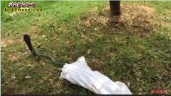 “放生蛇”：湘潭男子公园放生毒蛇被拘...