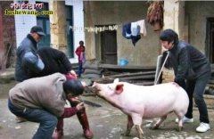 杀猪方法大比拼：看德国、日本、中国哪...