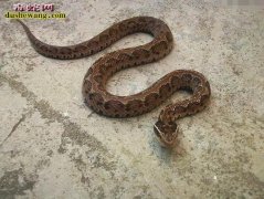 秋季毒蛇无处不在：“土狗子”毒蛇床上...