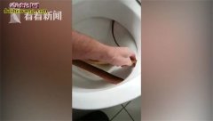 毒蛇巧妙藏身马桶圈下 “捕蛇达人”拼...