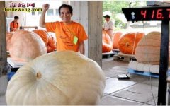世界上最大的南瓜被刷新 重达800多...