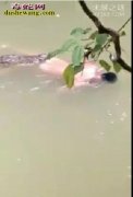 诡异：印尼鳄鱼拖走男子 “巫师”施法...