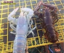 美国渔民捕获一只白色“幽灵”龙虾！
