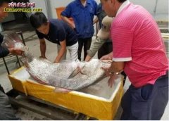 毛鲿鱼：舟山渔民捕获世界上最贵的鱼 ...