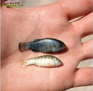 【沙漠鱼】百科详解，沙漠里真的存在这...