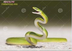 青蛇照片 各种青蛇图片大全