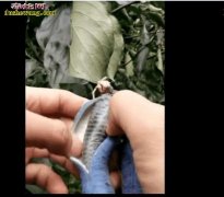男子野外摘到蓝色“八月果” 剥开一看...