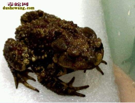 蟾蜍胶囊蟾蜍胶囊的功效与作用多少钱一盒