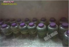 网上购买蛇酒可直播活蛇泡酒全过程 不...