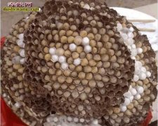 都说广东人啥都敢吃？看看中缅边境菜市...